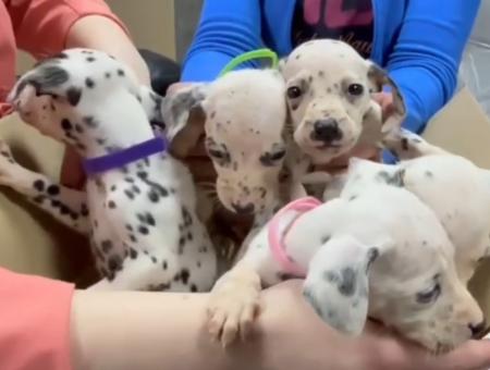 In Siberia, volunteers from the Omsk Tails shelter saved a family of Dalmatians from starvation.